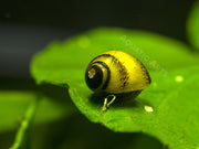 Sun Thorn Nerite Snails (Clithon donovani)