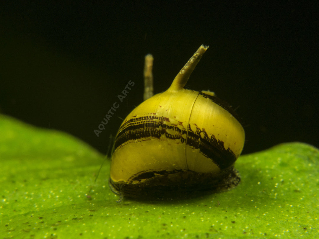 Sun Thorn Nerite Snails (Clithon donovani)