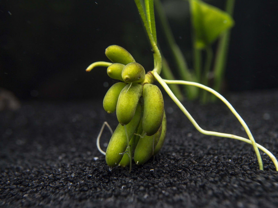 Banana Plant (Nymphoides aquatica) - 1 Plant