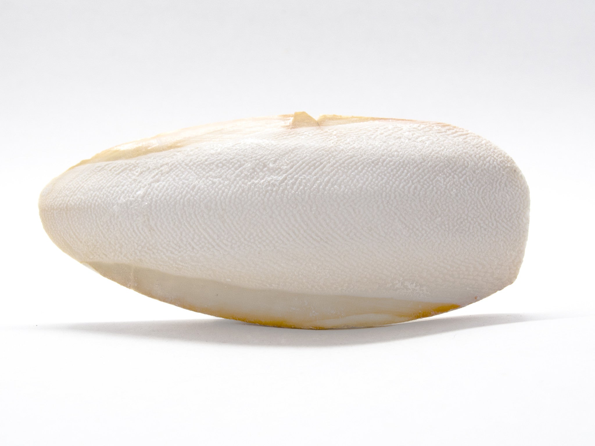 Cuttebone Cuttlebone for Aquariums - Aquatic Arts on sale today for $ 5.99