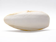 Cuttlebone (Natural Mineral Supplement)