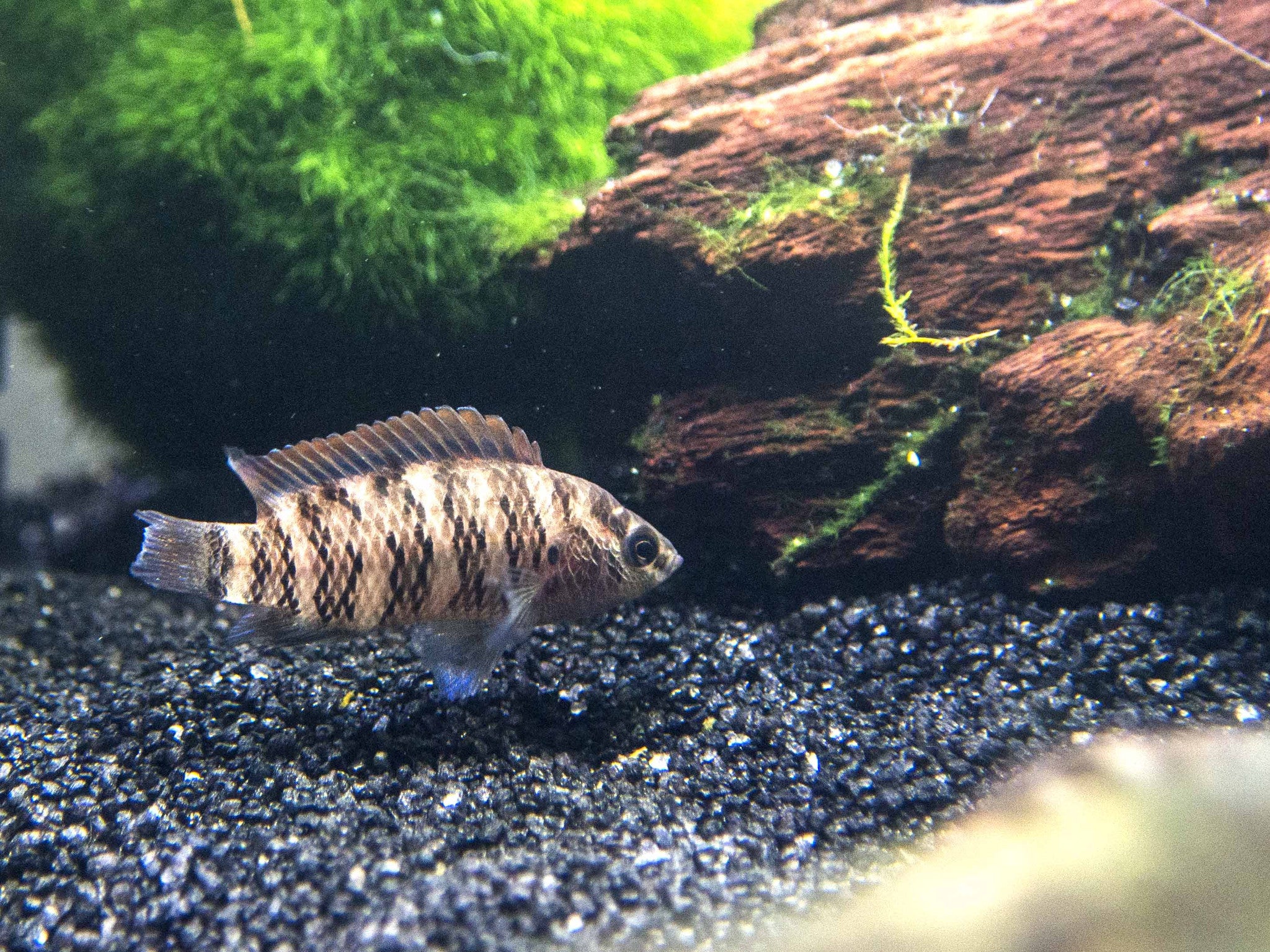 Blue Badis (Badis badis) aka Chameleon Fish eats live foods like daphnia and water fleas sold at Aquatic Arts