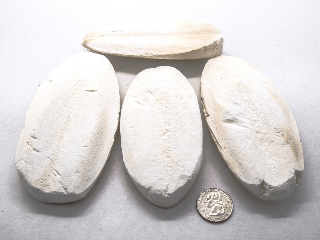 Cuttebone Cuttlebone for Aquariums - Aquatic Arts on sale today for $ 5.99
