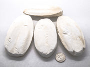 Cuttlebone (Natural Mineral Supplement)
