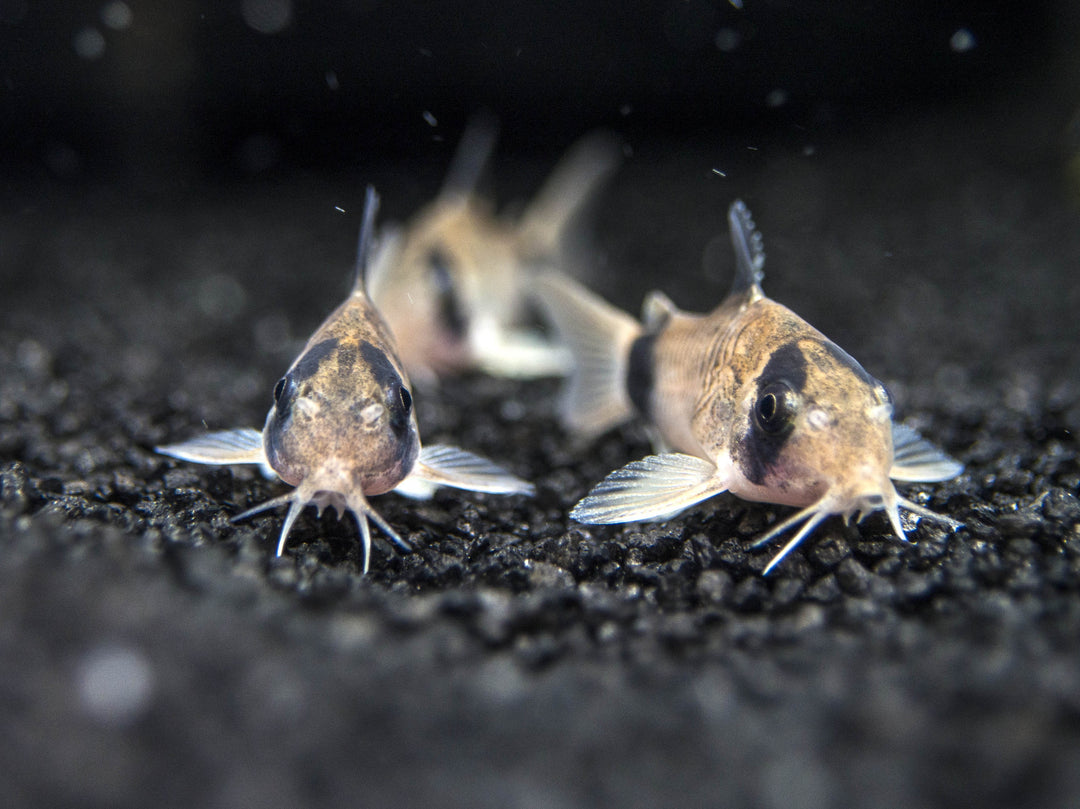 Panda Cory Catfish (Corydoras panda), Tank-Bred