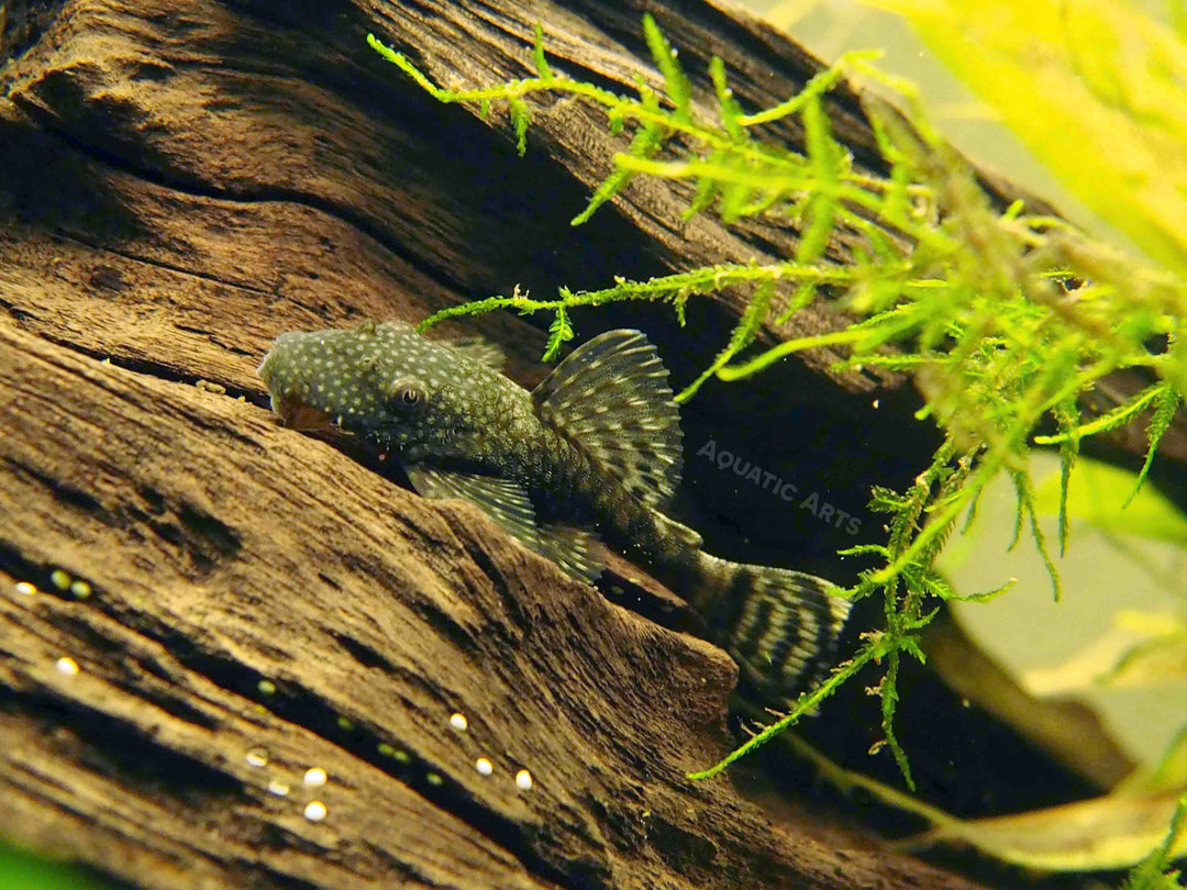 Bristlenose Pleco (Ancistrus cf. cirrhosus) - Tank-Bred!