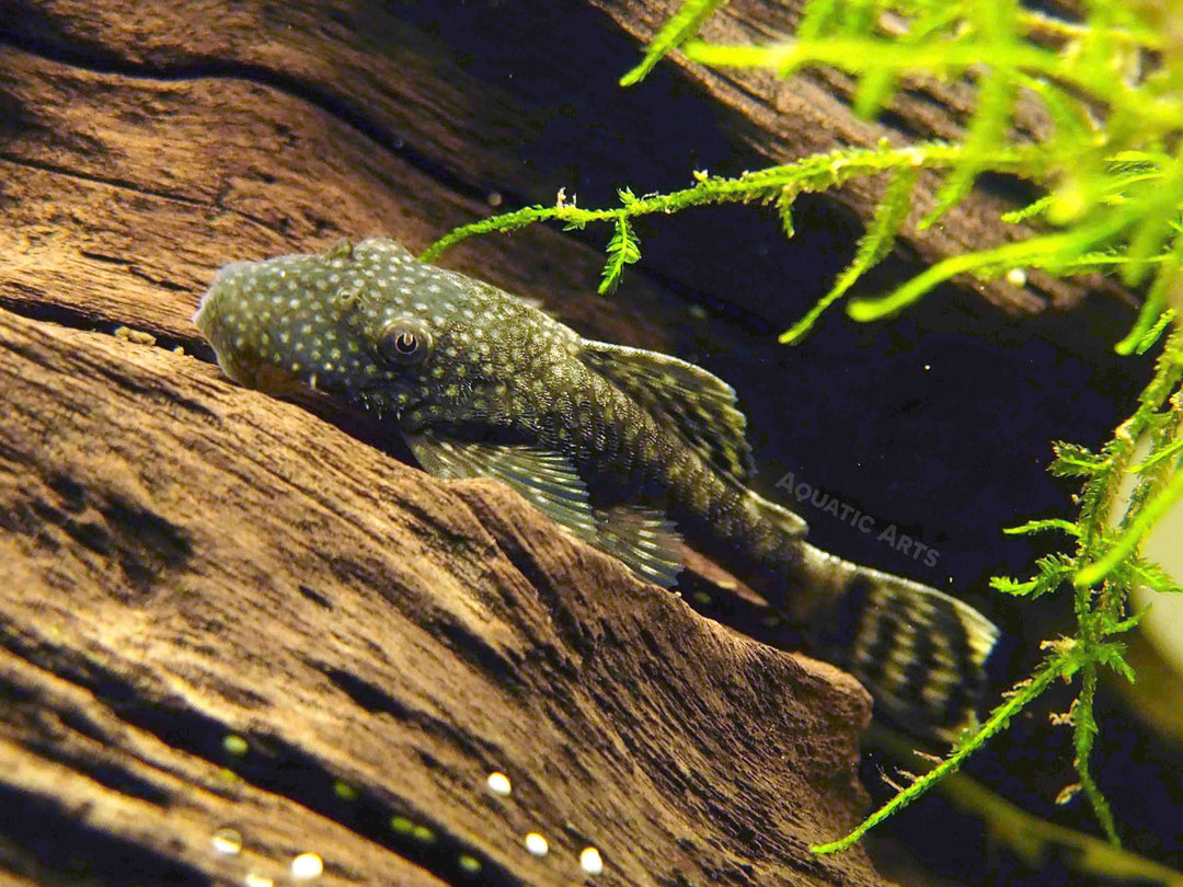 Bristlenose Pleco (Ancistrus cf. cirrhosus) - Tank-Bred!