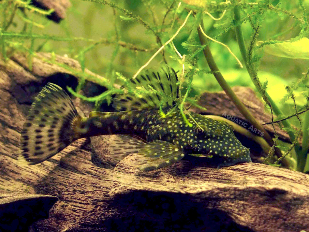 Bristlenose Pleco (Ancistrus cf. cirrhosus) - Tank-Bred!