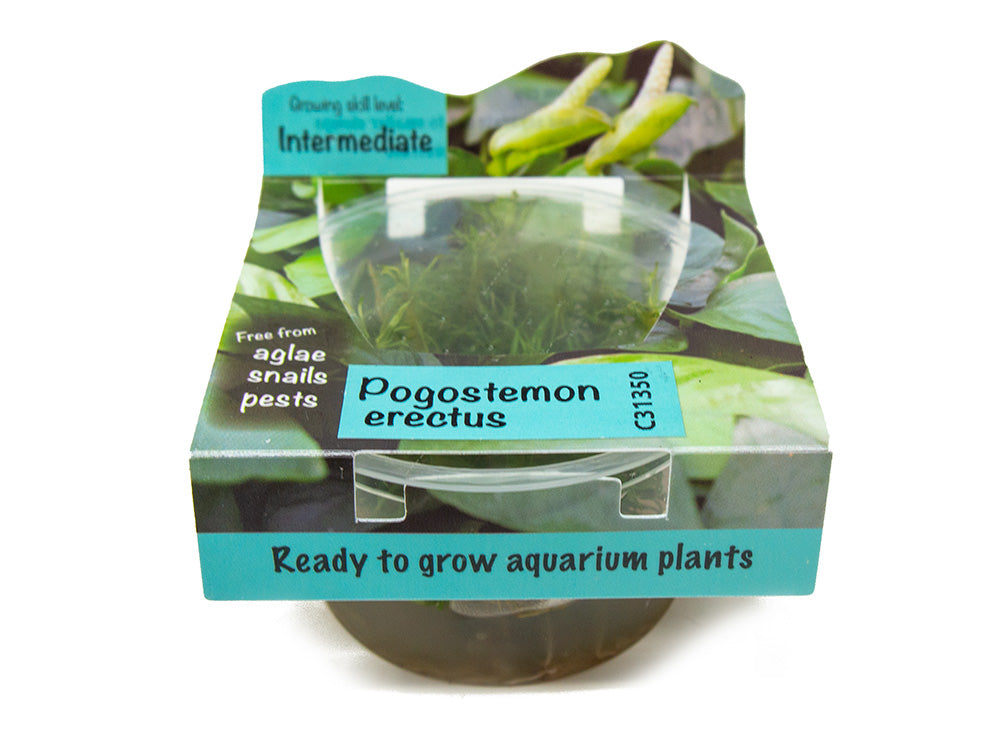 Pogostemon erectus Tissue Culture