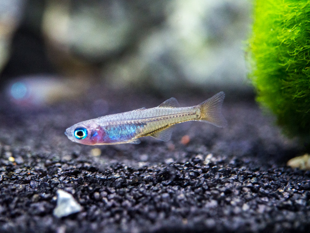 Pacific Signifier Blue Eye Rainbowfish (Pseudomugil signifer) - Tank-Bred!