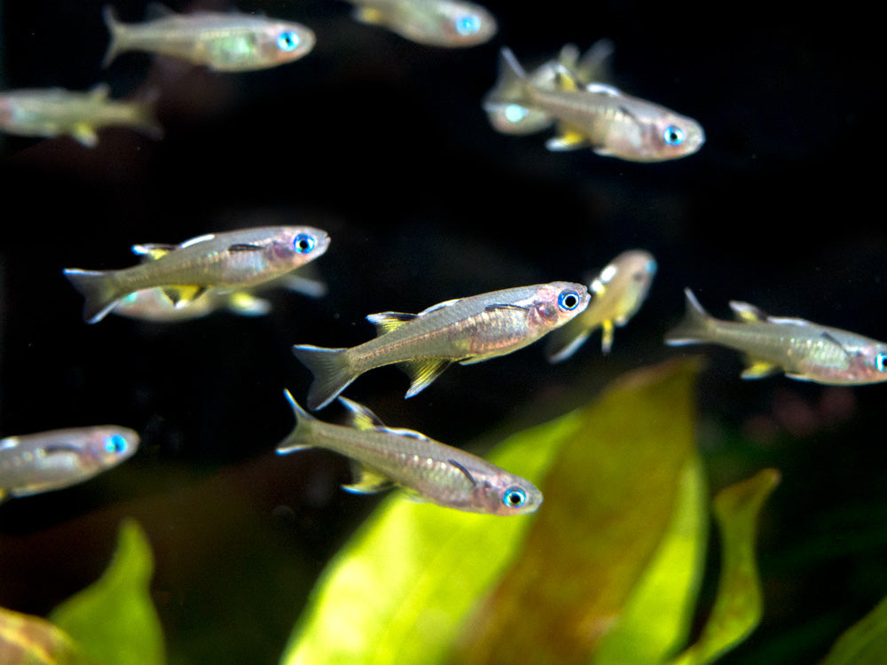 Pacific Signifier Blue Eye Rainbowfish (Pseudomugil signifer) - Tank-Bred!