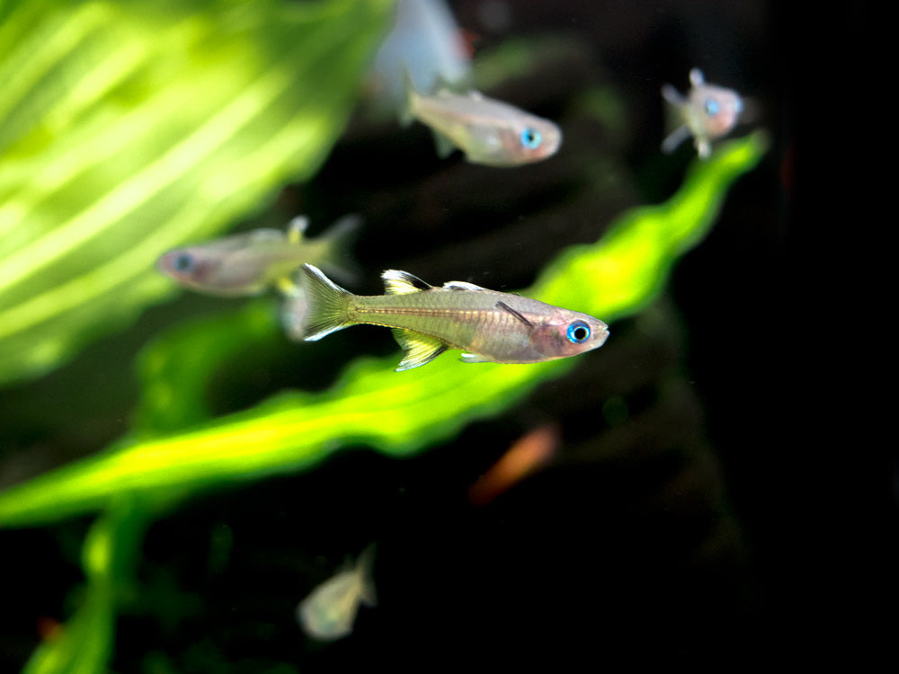 Pacific Signifier Blue Eye Rainbowfish (Pseudomugil signifer) - Tank-Bred!