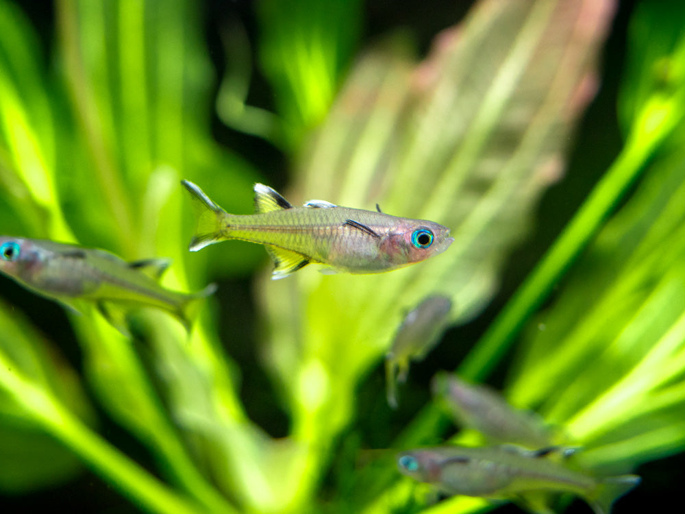 What Is A Blue Eye Fish