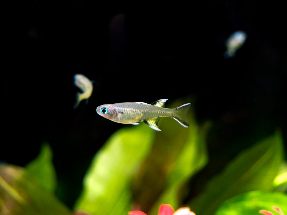 Pacific Signifier Blue Eye Rainbowfish (Pseudomugil signifer) - Tank-Bred!