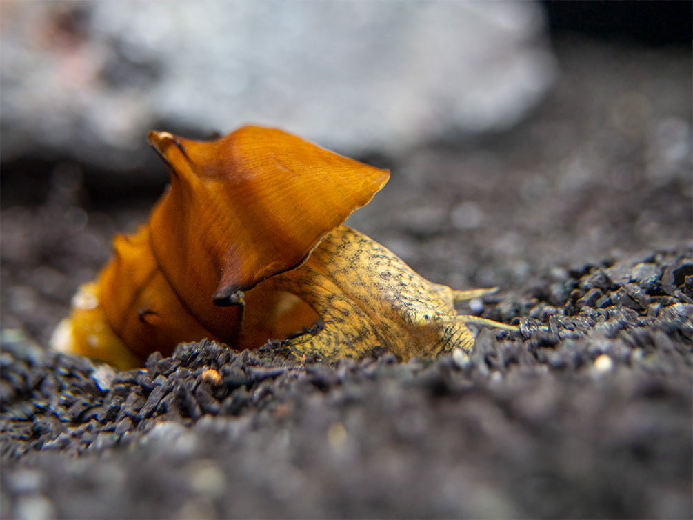 Pagoda Snails (Brotia pagodula)