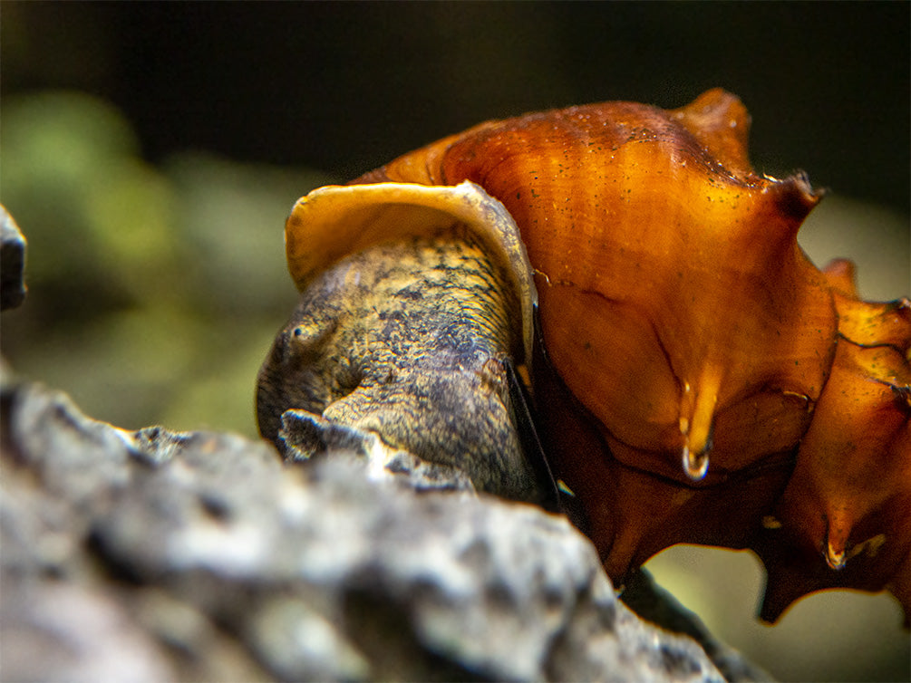 Pagoda Snails (Brotia pagodula)