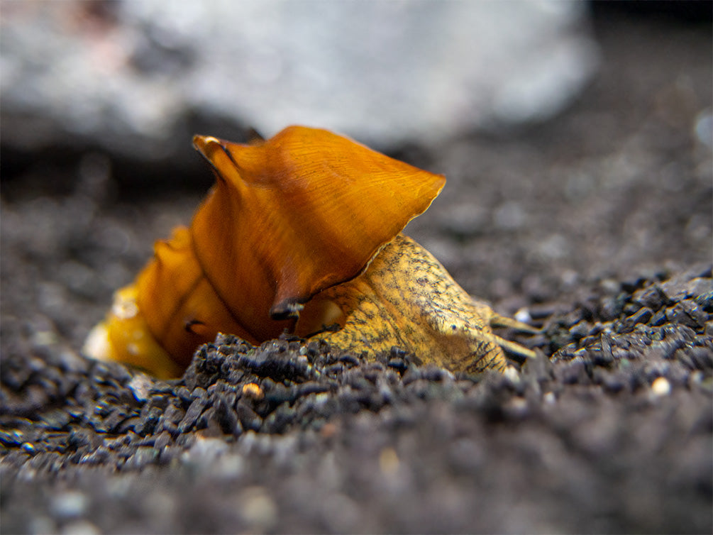 Pagoda Snails (Brotia pagodula)