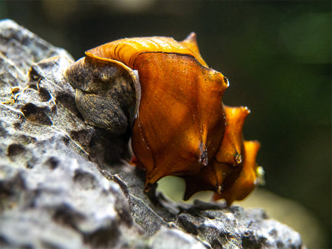 Brown Ramshorn Snails (1/4" to 1")