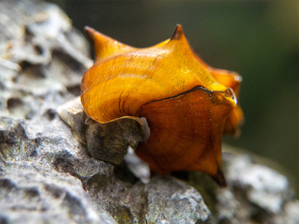 Pagoda Snails (Brotia pagodula)