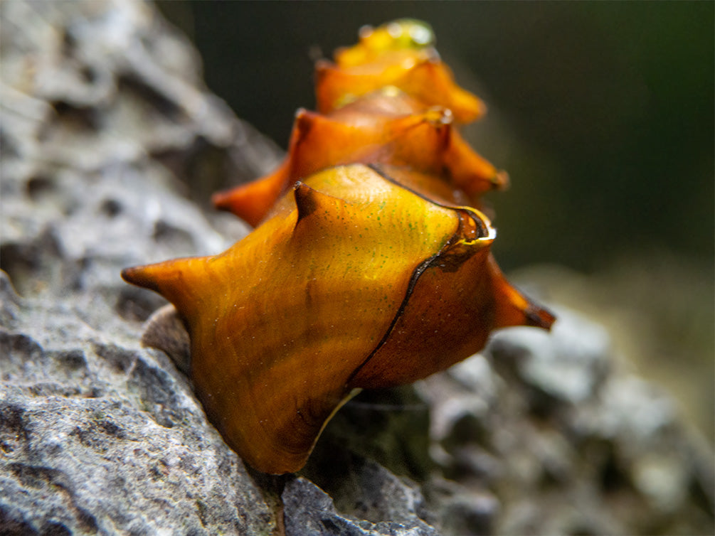 Pagoda Snails (Brotia pagodula)