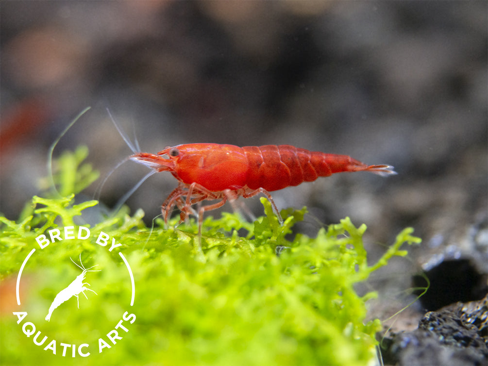 Painted Fire Red Shrimp (Neocaridina davidi), BREDBY: Aquatic Arts