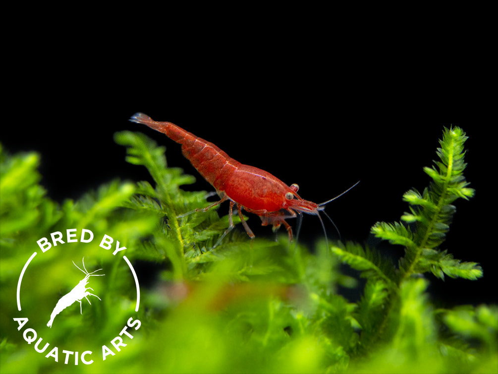 Painted Fire Red Shrimp (Neocaridina davidi), BREDBY: Aquatic Arts