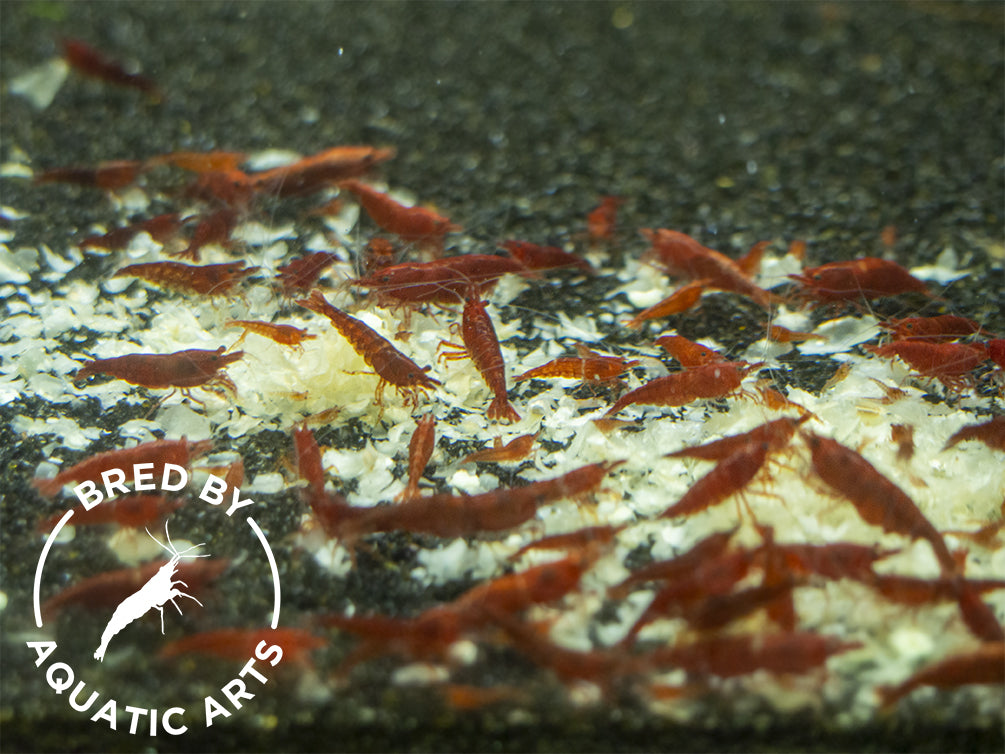 Painted Fire Red Shrimp (Neocaridina davidi), BREDBY: Aquatic Arts
