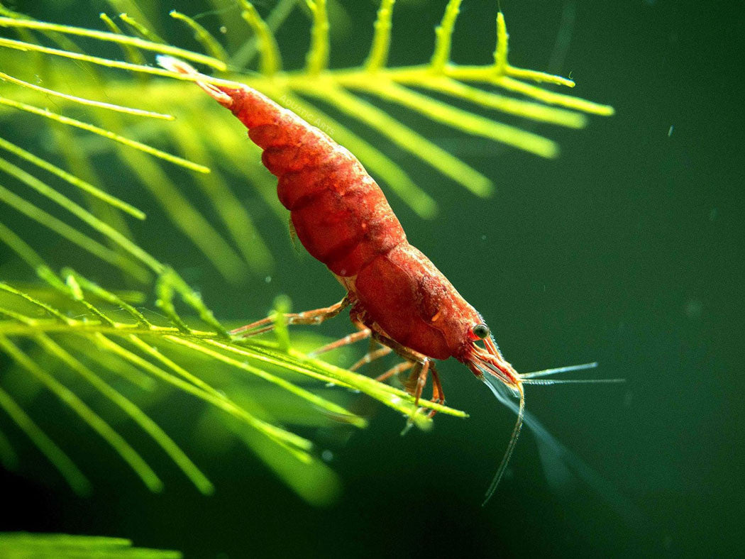 Painted Fire Red Cherry Shrimp Breeder Combo Box