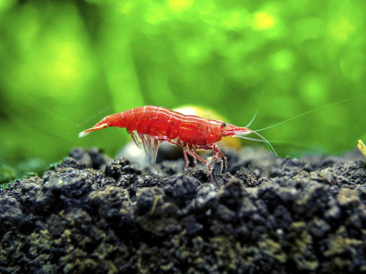 Painted Fire Red Cherry Shrimp Breeder Combo Box