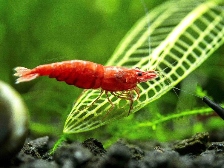 Painted Fire Red Cherry Shrimp Breeder Combo Box