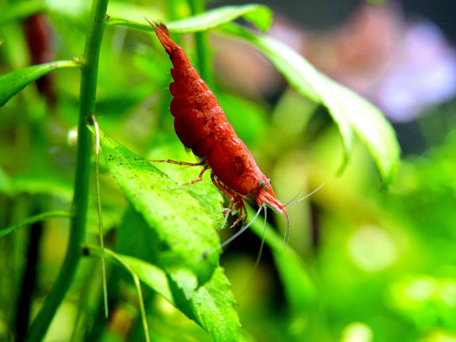 Painted Fire Red Cherry Shrimp Breeder Combo Box