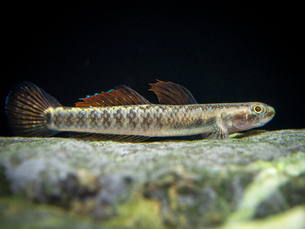 Palauan Riffle Dwarf Goby (Stiphodon pelewensis)