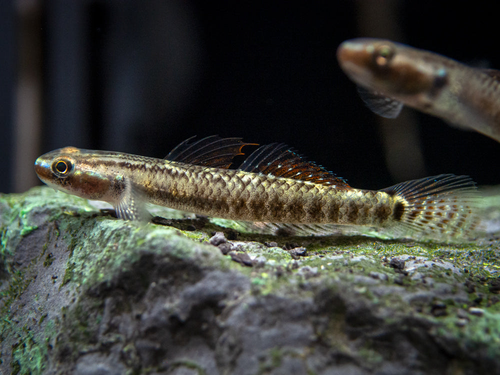 Palauan Riffle Dwarf Goby (Stiphodon pelewensis)