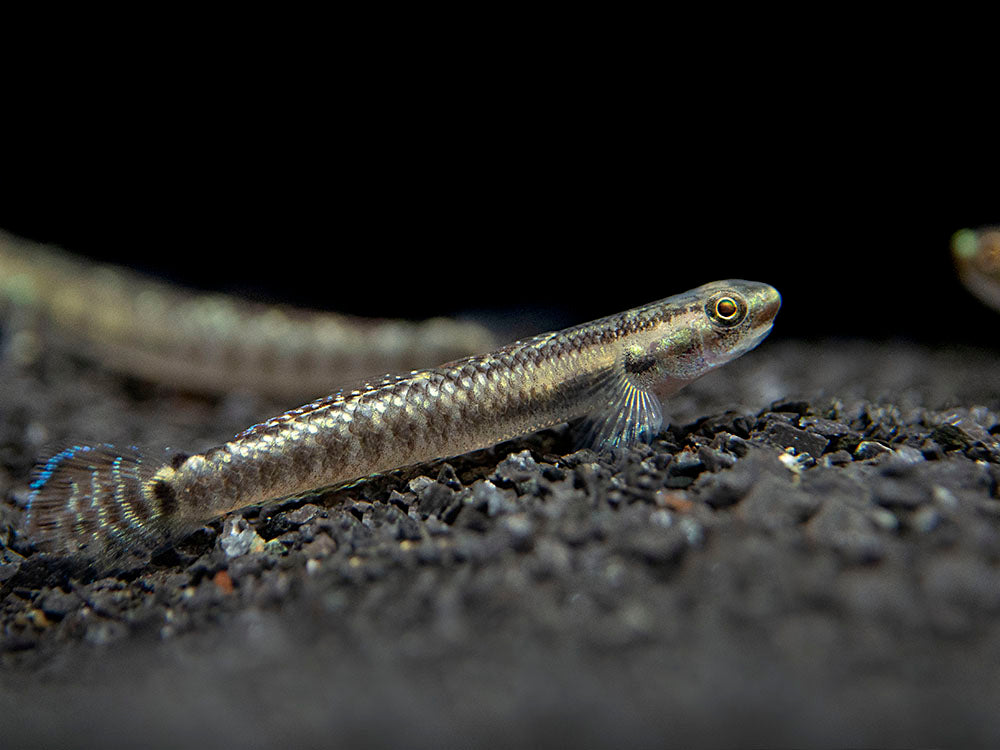 Palauan Riffle Dwarf Goby (Stiphodon pelewensis)
