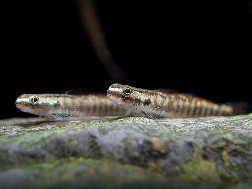 Palauan Riffle Dwarf Goby (Stiphodon pelewensis)
