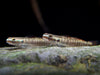 Palauan Riffle Dwarf Goby (Stiphodon pelewensis)