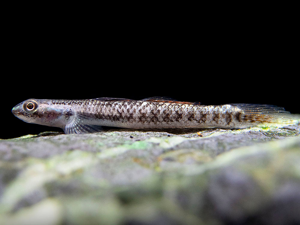 Palauan Riffle Dwarf Goby (Stiphodon pelewensis)