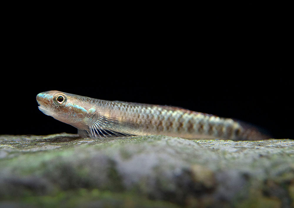Palauan Riffle Dwarf Goby (Stiphodon pelewensis)