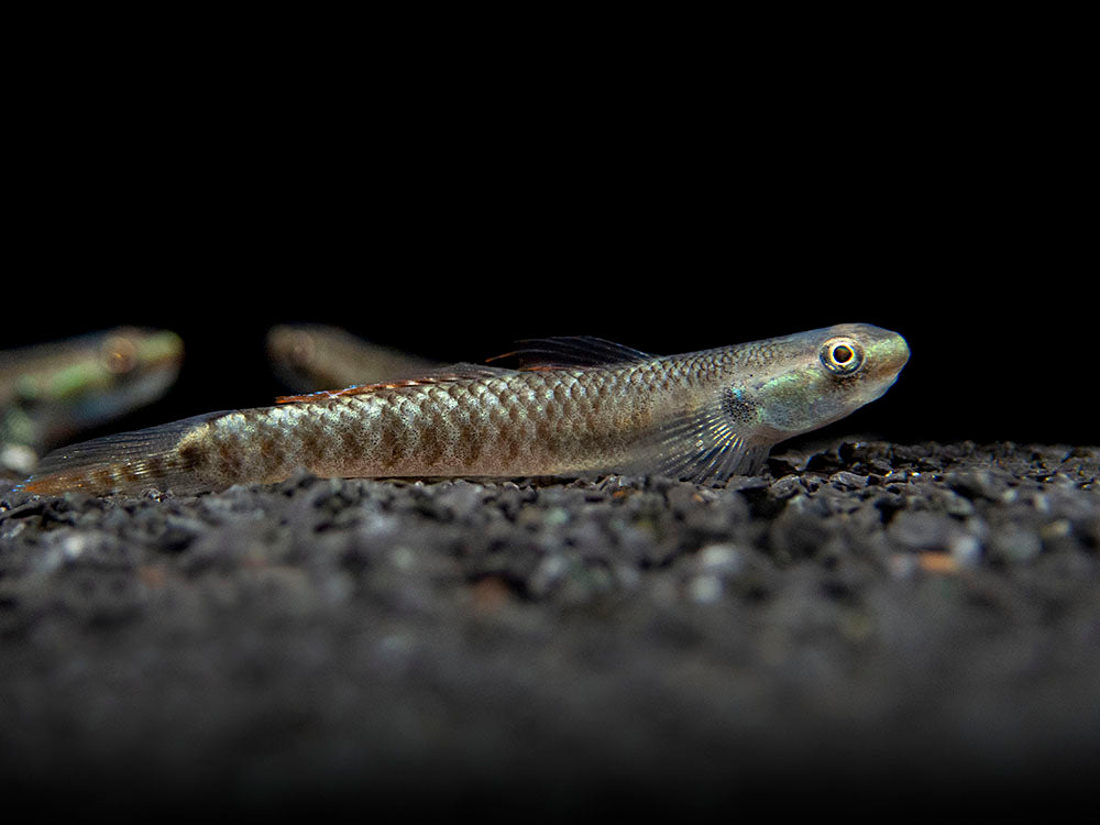 Palauan Riffle Dwarf Goby (Stiphodon pelewensis)