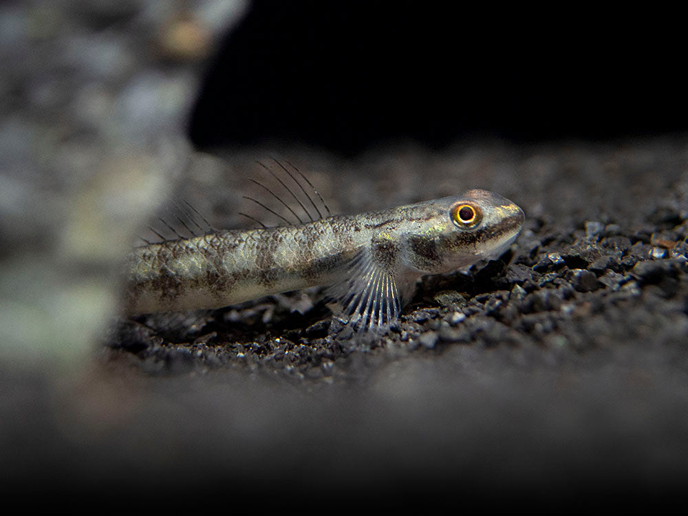 Palauan Riffle Dwarf Goby (Stiphodon pelewensis)