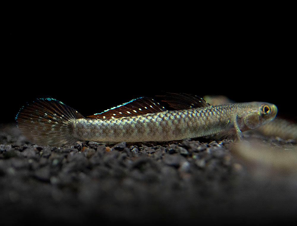 Palauan Riffle Dwarf Goby (Stiphodon pelewensis)