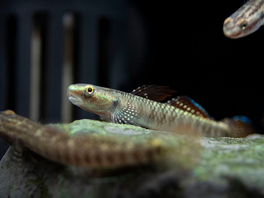 Palauan Riffle Dwarf Goby (Stiphodon pelewensis)