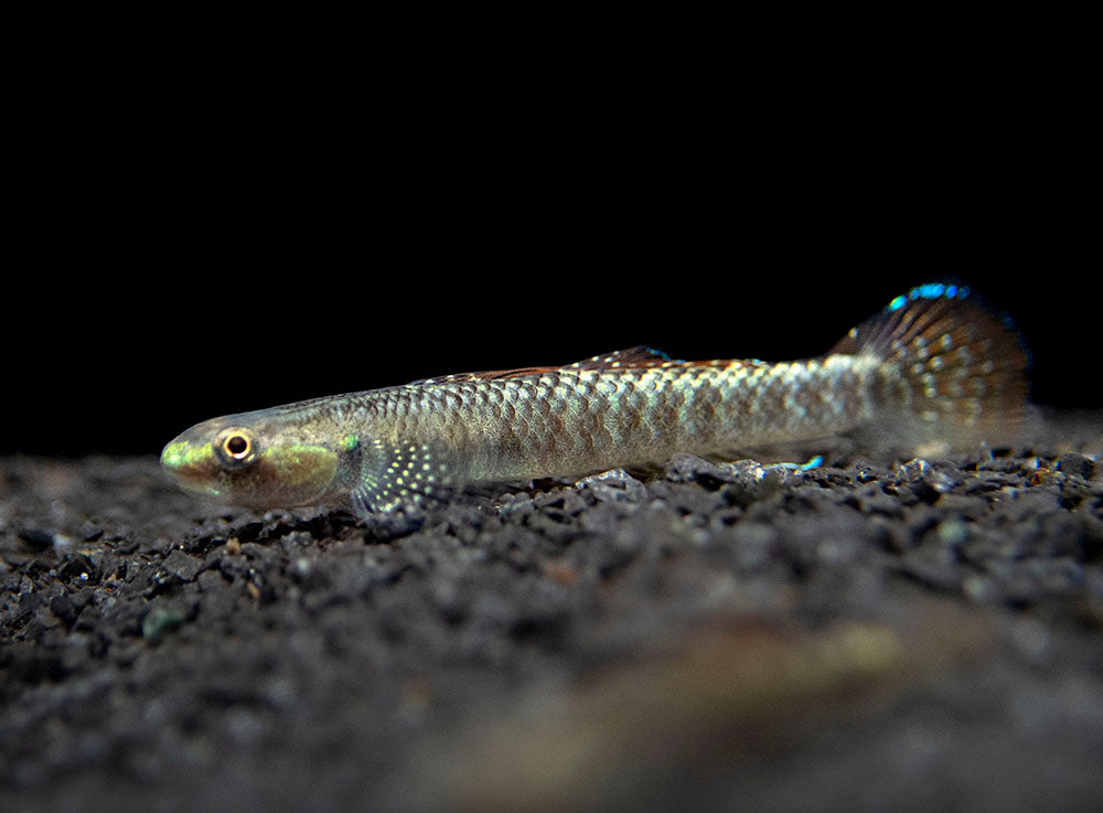 Palauan Riffle Dwarf Goby (Stiphodon pelewensis)