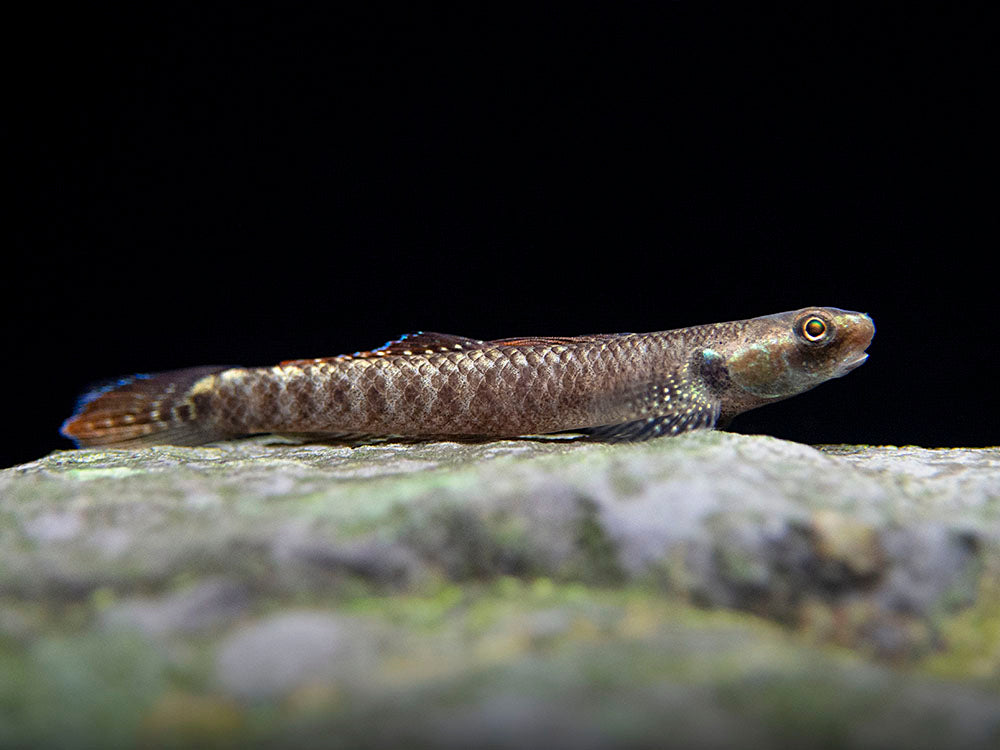 Palauan Riffle Dwarf Goby (Stiphodon pelewensis)