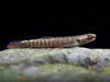 Palauan Riffle Dwarf Goby (Stiphodon pelewensis)