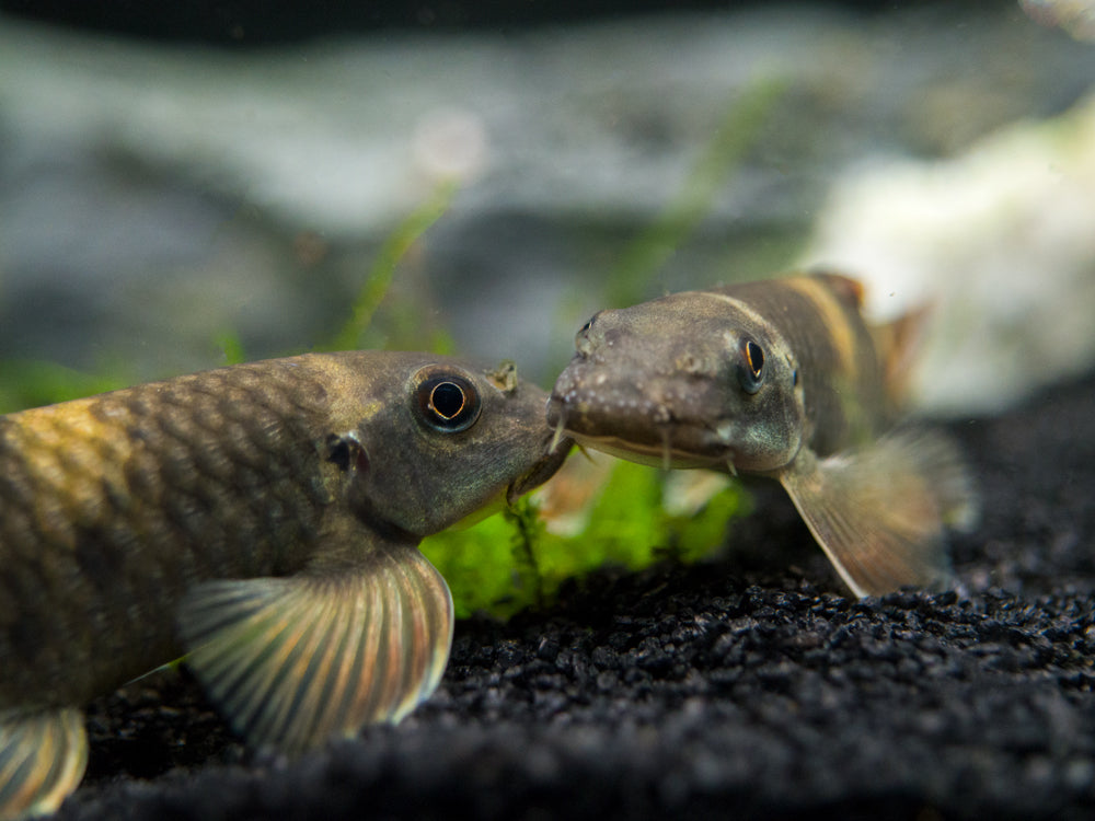 Panda Garra (Garra flavatra), Tank-Bred