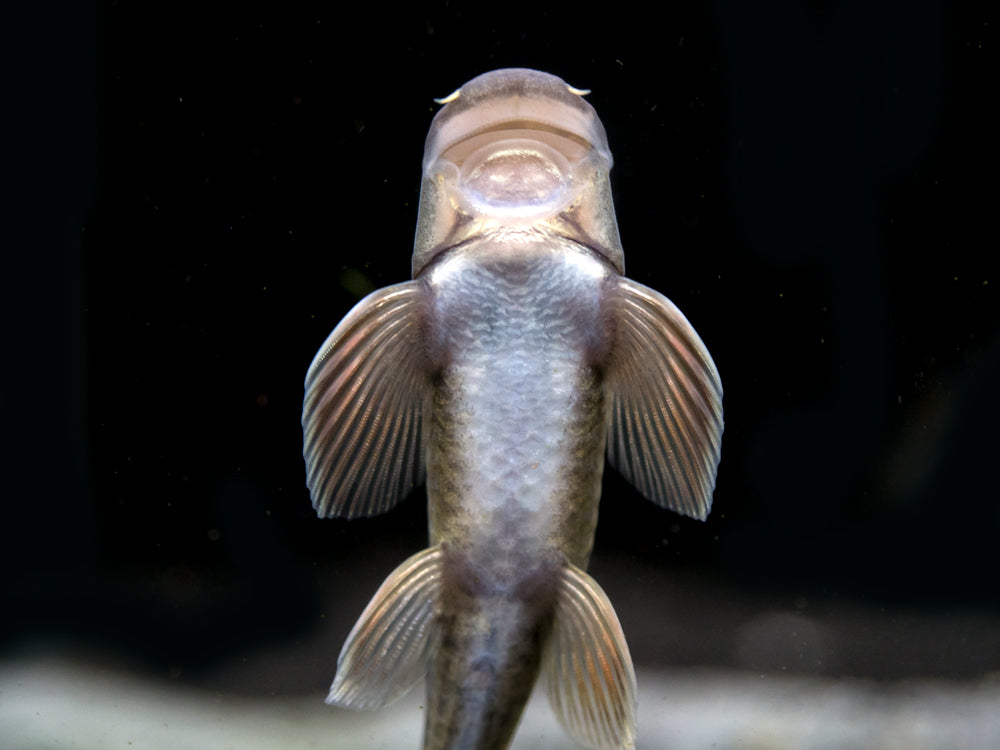 Panda Garra (Garra flavatra), Tank-Bred