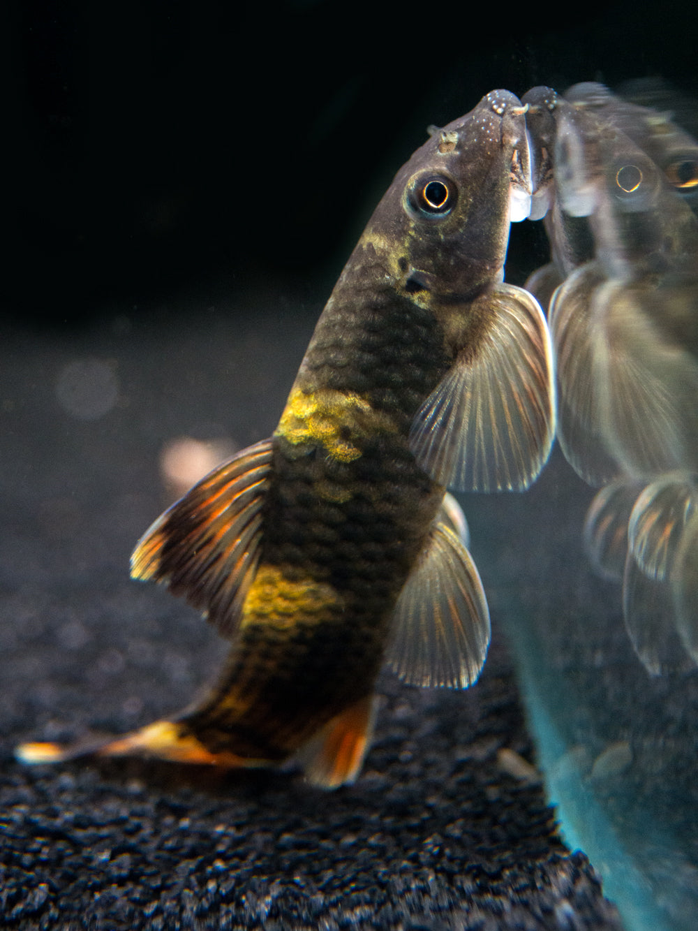 Panda Garra (Garra flavatra), Tank-Bred