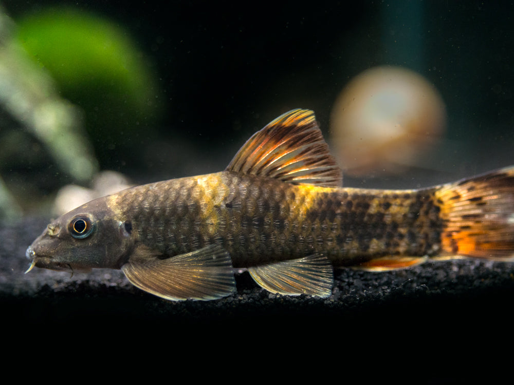 Panda Garra (Garra flavatra), Tank-Bred