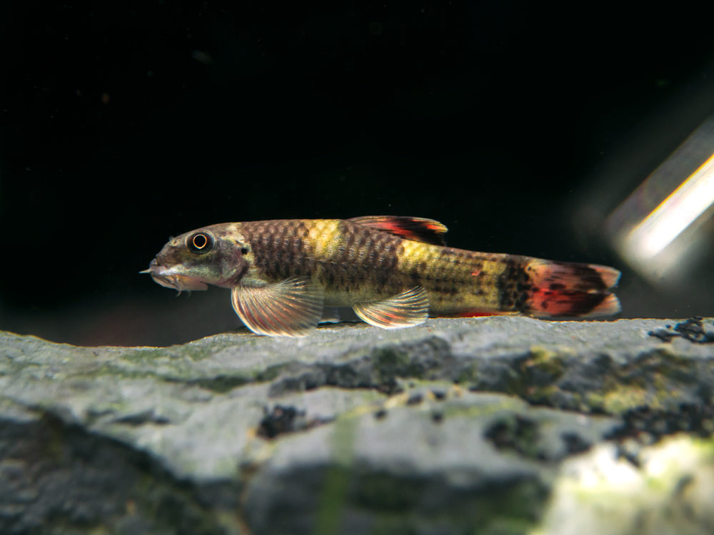 Panda Garra (Garra flavatra), Tank-Bred